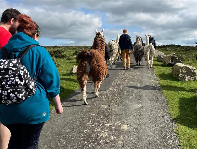 Dartmoor Llama Walks to close