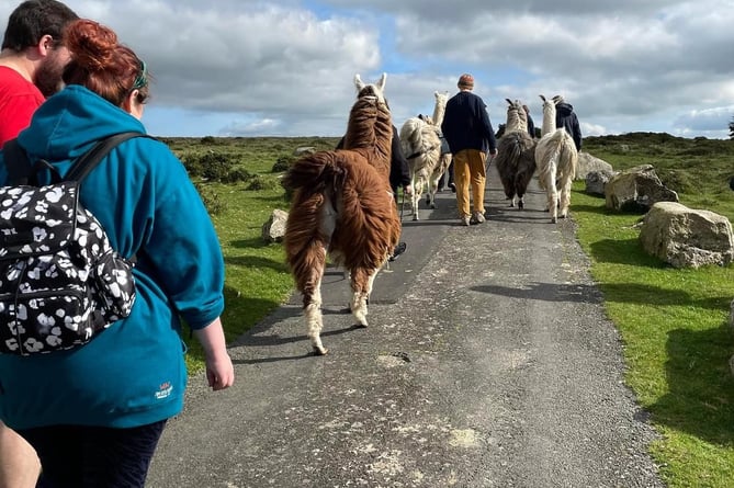 Dartmoor Llama Walks to close