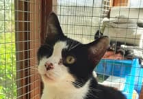 One-eyed Felix is setting his sight on a forever home