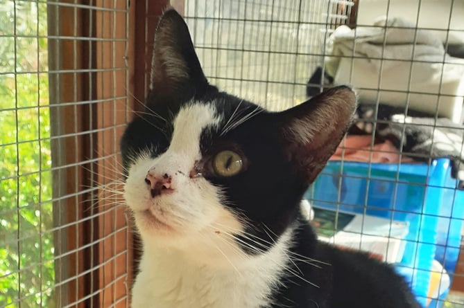 Felix is looking for a home of his own