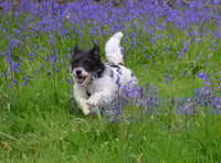 Bluebell stroll