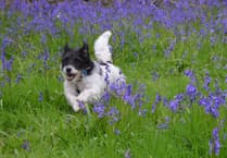Bluebell stroll to raise funds for village hall