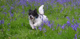 Bluebell stroll