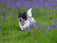 Bluebell stroll