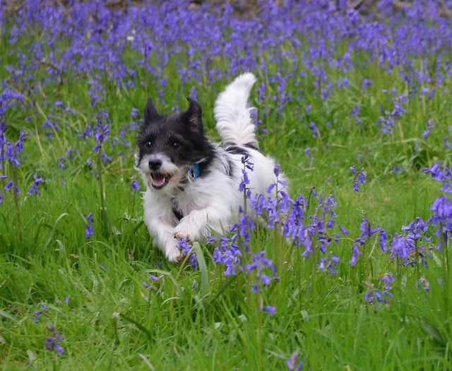 Bluebell stroll
