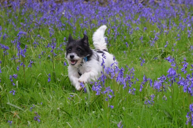 Rafa the Jack Russell shows his appreciaition of a woodland carpet of Spring bluebells as only a terrier can - by charging through them.