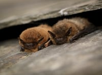 Bat detectives required - no experience necessary