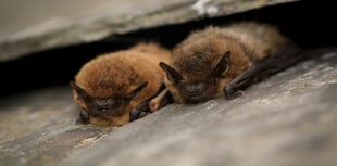 Bat detectives required - no experience necessary