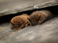 Bat detectives required - no experience necessary