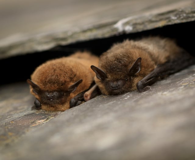 Bat detectives required - no experience necessary