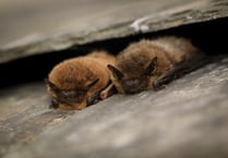 Bat detectives required - no experience necessary