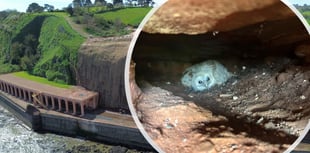 Owl found nesting in cliffs by rail worker 