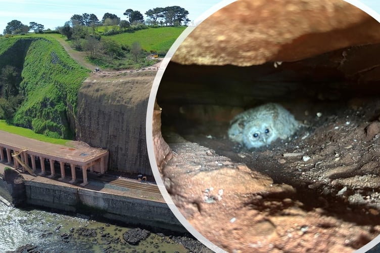 Owl found nesting in cliffs 