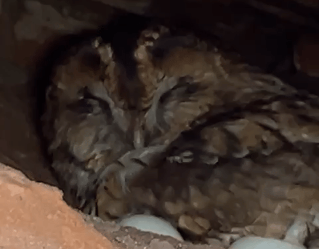 Nesting owl