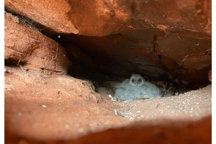 Owlet found in Dawlish cliffs 