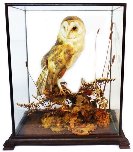 Lot 515 (Owl)