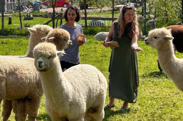 Devon Women in Business feeding the Alpacas at Dartmoor Reach Alpacas and Glamping near Bovey Tracey