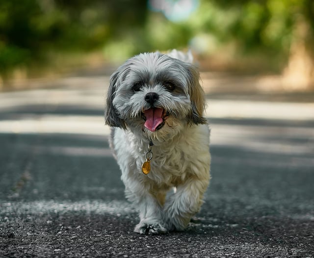 Plans for new dog walking site 