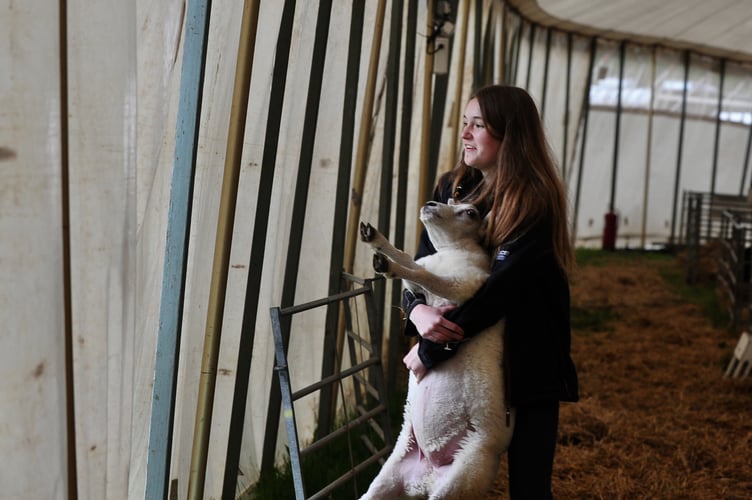 Devon County Show. One way to enter the sheep show
