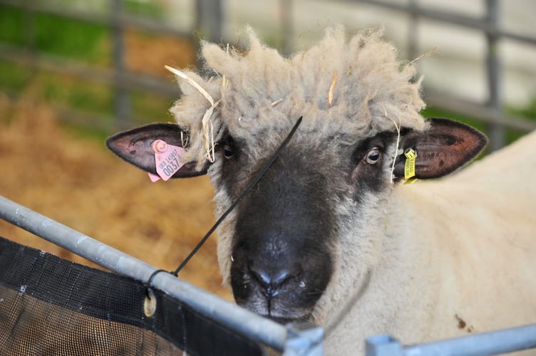 Devon County Show