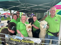 Alpacas meet the public at show