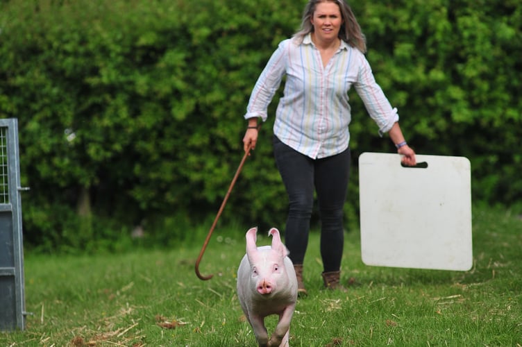 Devon County Show. This little piggy went....walkabout at the Devon County Show