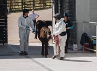 Charity hosts equine training on moor ponies 