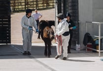 Charity hosts equine training on moor ponies 