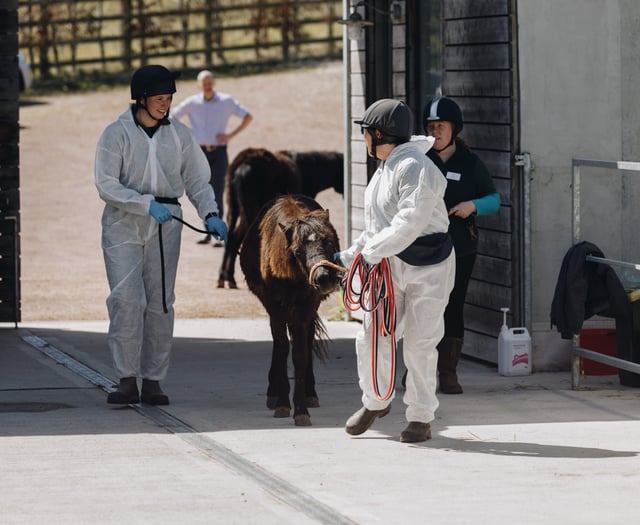 Charity hosts equine training on moor ponies 