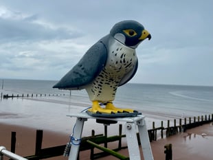 Robobird flies in to Teignmouth