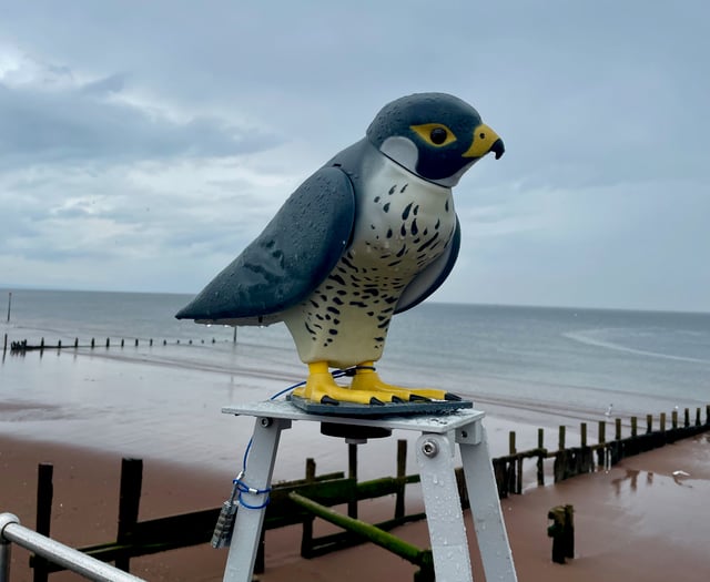 Robobird flies in to Teignmouth