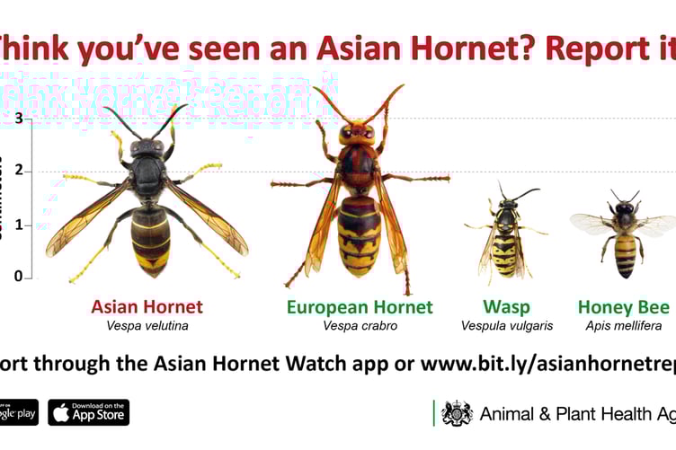 If you spot an Asan Hornet report it to Asian Hornet Watch because it kills honey bees. The European Hornet is not a threat to bees.