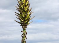 Rare plant flowers for first time in 30 years 