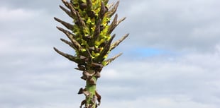 Rare plant flowers for first time in 30 years 