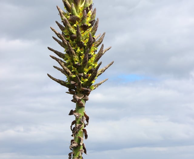 Rare plant flowers for first time in 30 years 