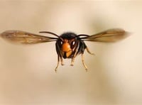 Beekeepers urge vigilance for yellow-legged hornet
