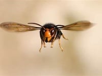 Beekeepers urge vigilance for yellow-legged hornet