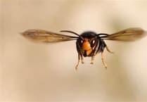 Beekeepers urge vigilance for yellow-legged hornet