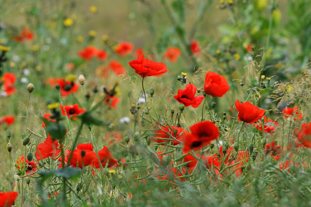 Teignbridge pays tribute to the fallen on Remembrance Sunday