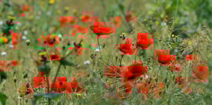 Teignbridge pays tribute to the fallen on Remembrance Sunday