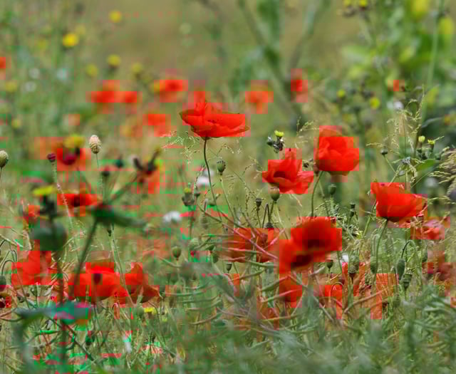 Teignbridge pays tribute to the fallen on Remembrance Sunday