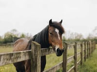 New foal expected at Newton Abbot Sanctuary