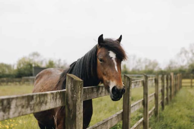 New foal expected at Newton Abbot Sanctuary