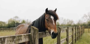 New foal expected at Newton Abbot Sanctuary