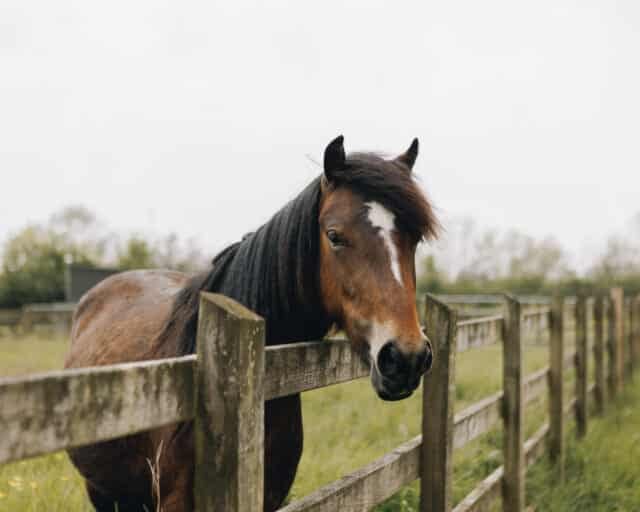 New foal expected at Newton Abbot Sanctuary