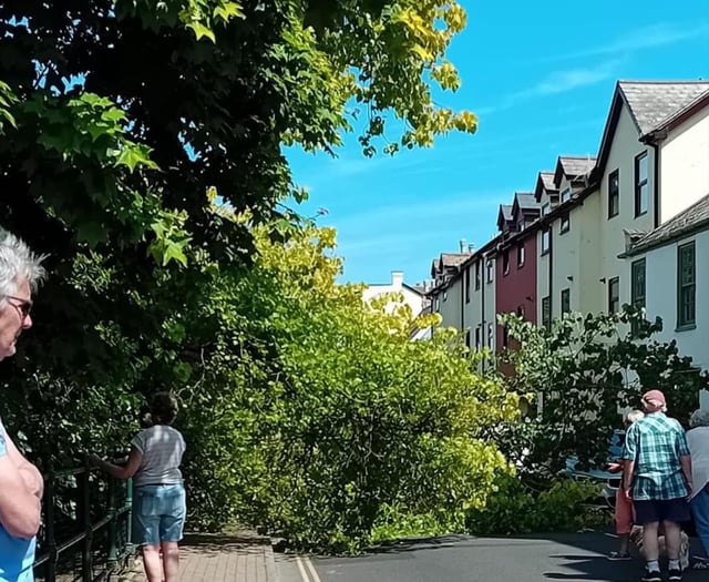 Fallen tree branch blocks road