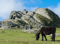 Rangers remind people not to feed Dartmoor's ponies 