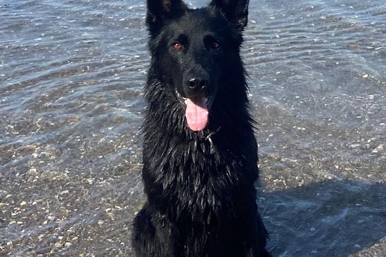 Police dog Enzo