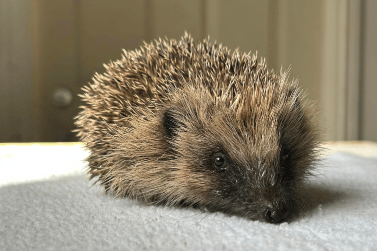 Nancy the hedgehog is ELM Wildlife's 5000th admission