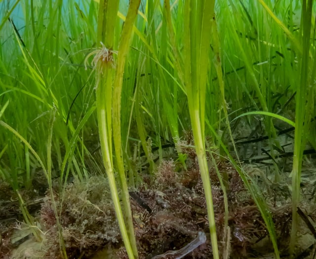 Underwater meadows help fight against climate change 